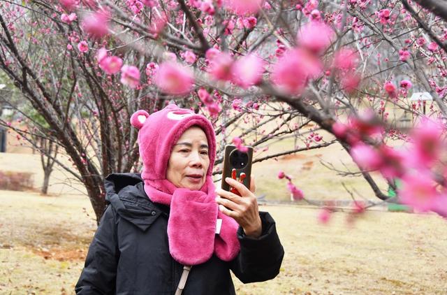梅花绽放醉游人