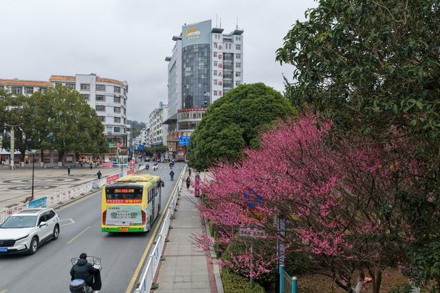 湖南桂东 “大寒” 冬 梅  春