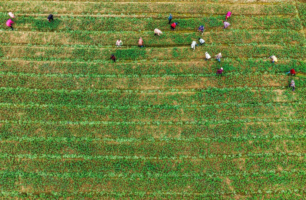 湖南道县：大寒时节农事忙