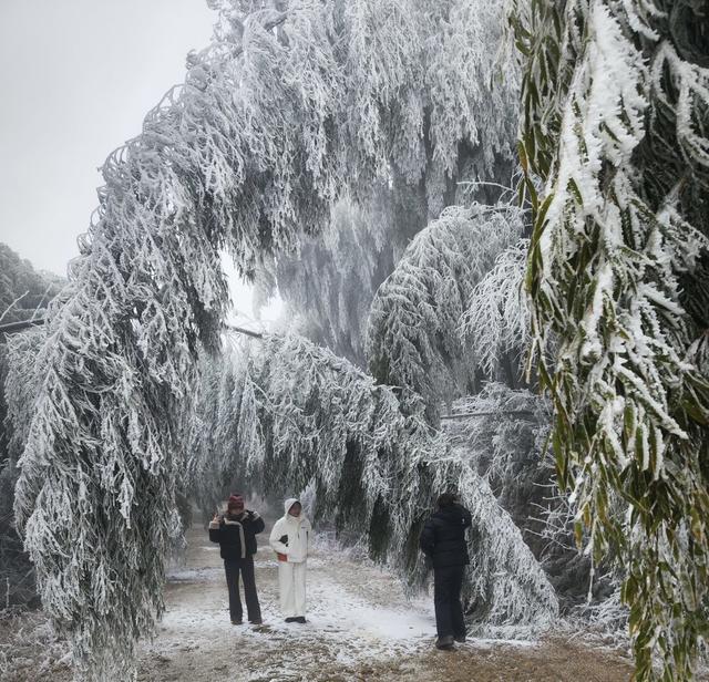 丰年树下享“清凉”

