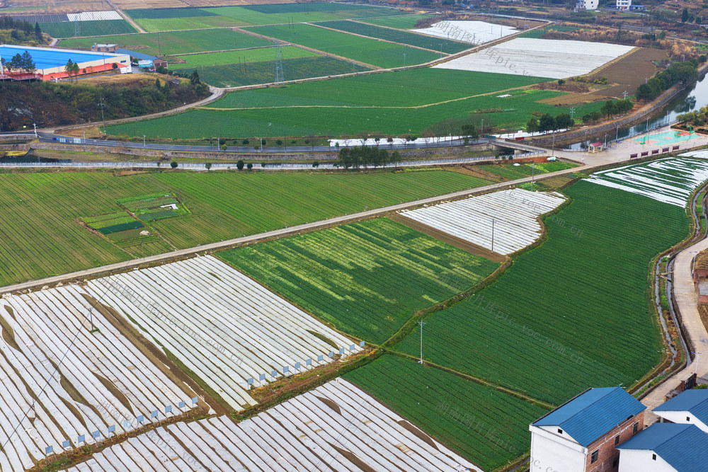 新田：蔬菜防寒助增收