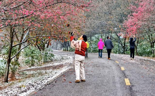 常宁  樱花园  樱花  美景