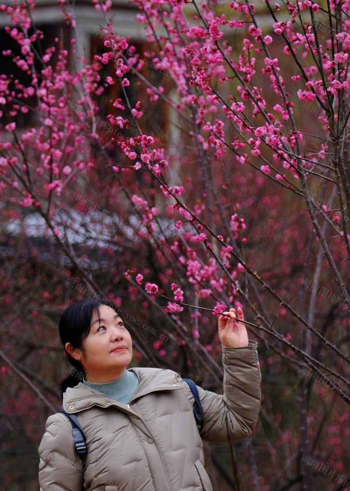沙湾公园，赏梅