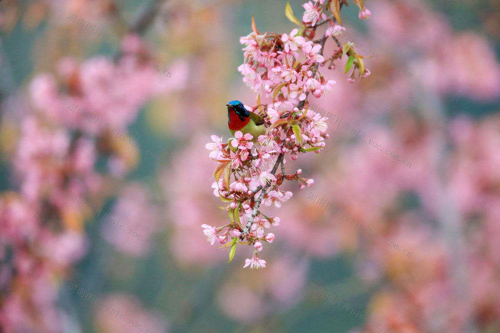 湖南，龙山，鸟儿，嬉戏，觅食，花香