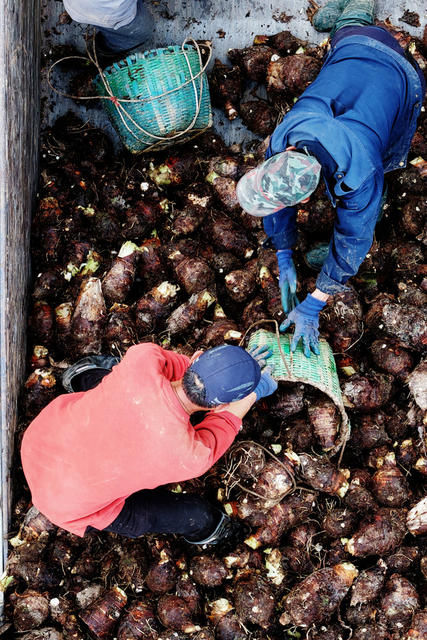 蓝山：采收香芋  供应市场