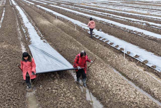 湖南道县：覆膜保墒助增收