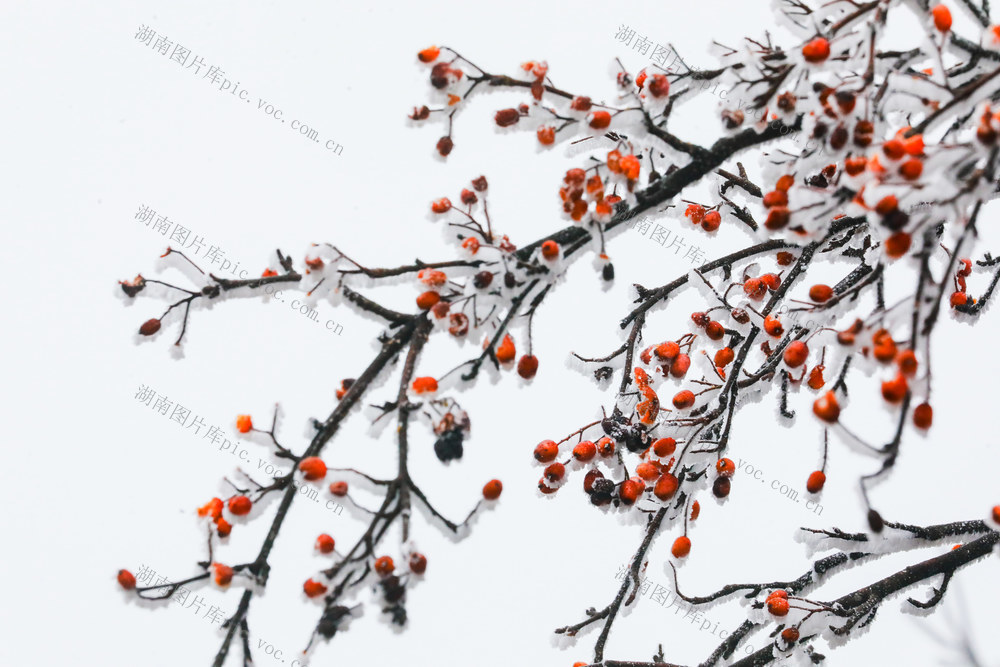 雾凇  雪景  冰雪  景观