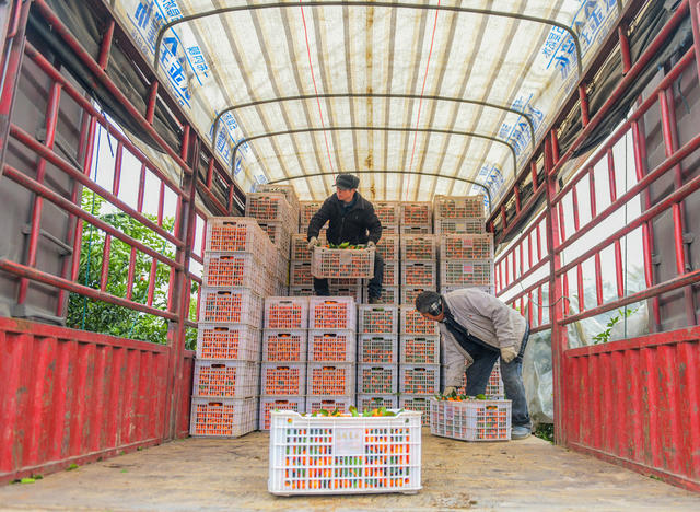湖南道县：砂糖橘外销忙
