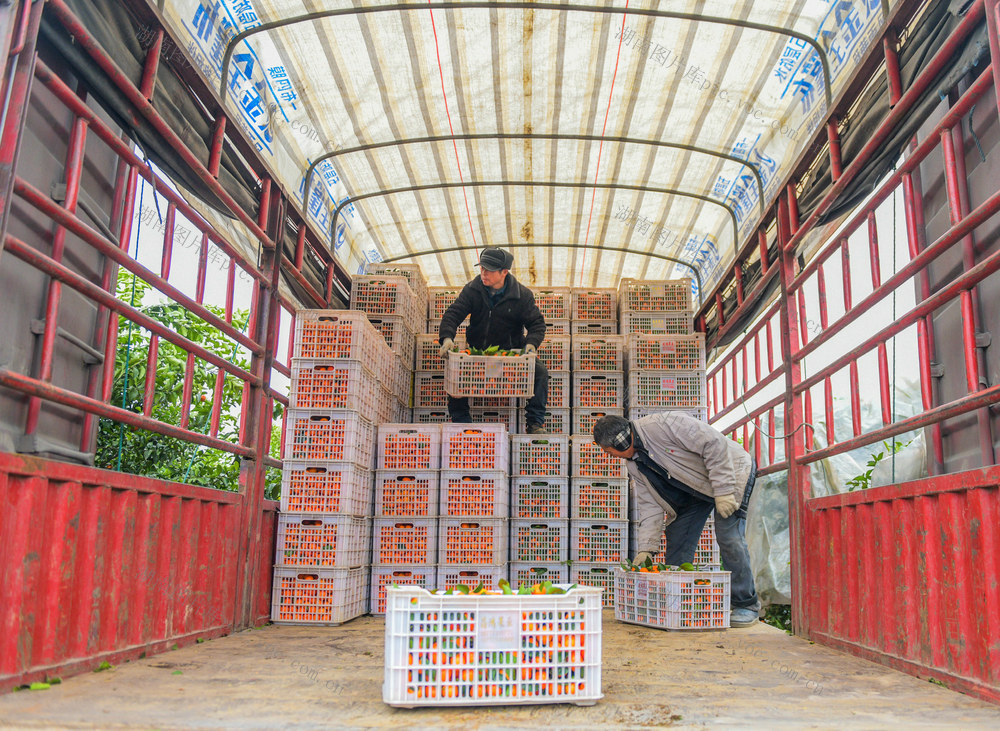 湖南道县：砂糖橘外销忙