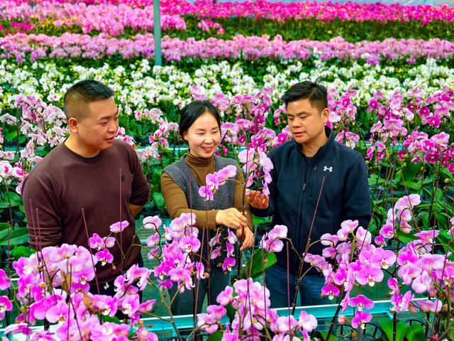经济  种植  花卉  兰花  怀化  中方