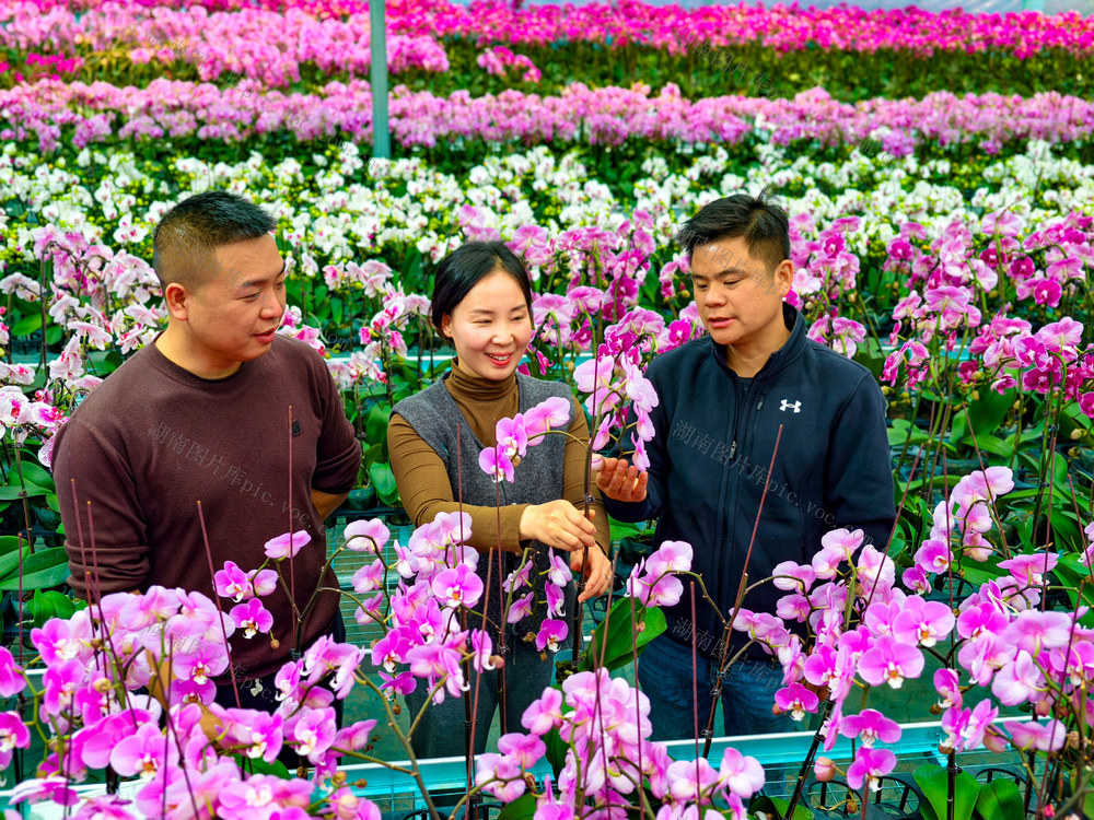 经济  种植  花卉  兰花  怀化  中方