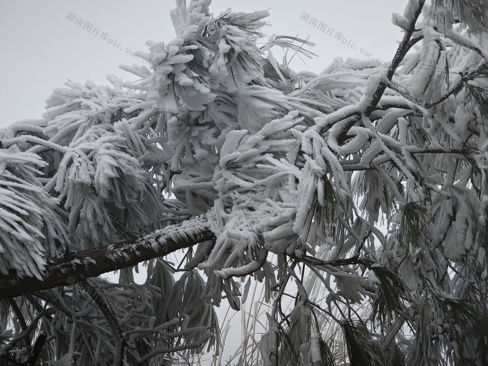 隆回高山地区冰雪动人（图）
1月3日，隆回县虎形山、小沙江等高山地区气温下降，冰雪动人。