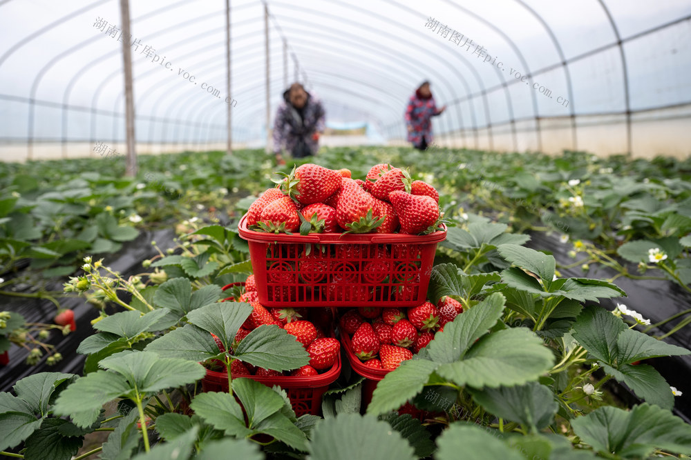 草莓 乡村振兴 
