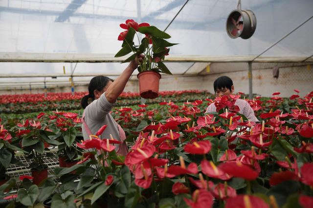 湖南桂东 春节 红掌 俏 花卉 粤港澳大湾区 “大产业”