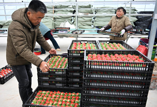 二十四节气  小寒  农事  收获  草莓  辣椒  儿菜
