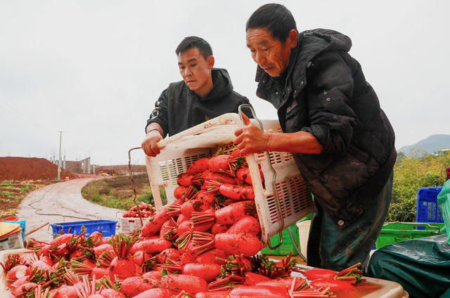 红皮萝卜  丰收  采收  小寒  农事