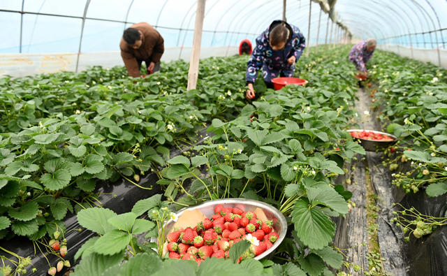 小寒，节气，采摘，草莓，农事，农时，冬季，农业，生产，田间管理，农民，二十四节气，农作物，采收，忙碌