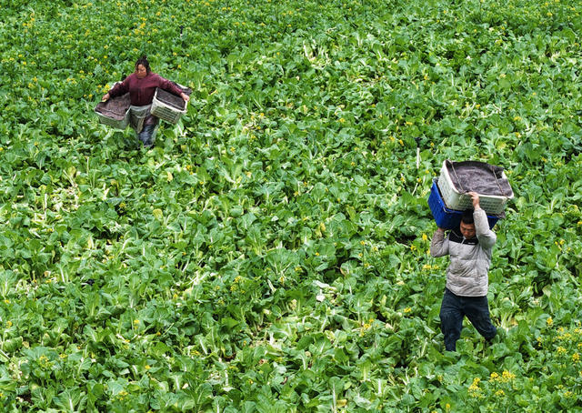 嘉禾：小寒时节农事忙