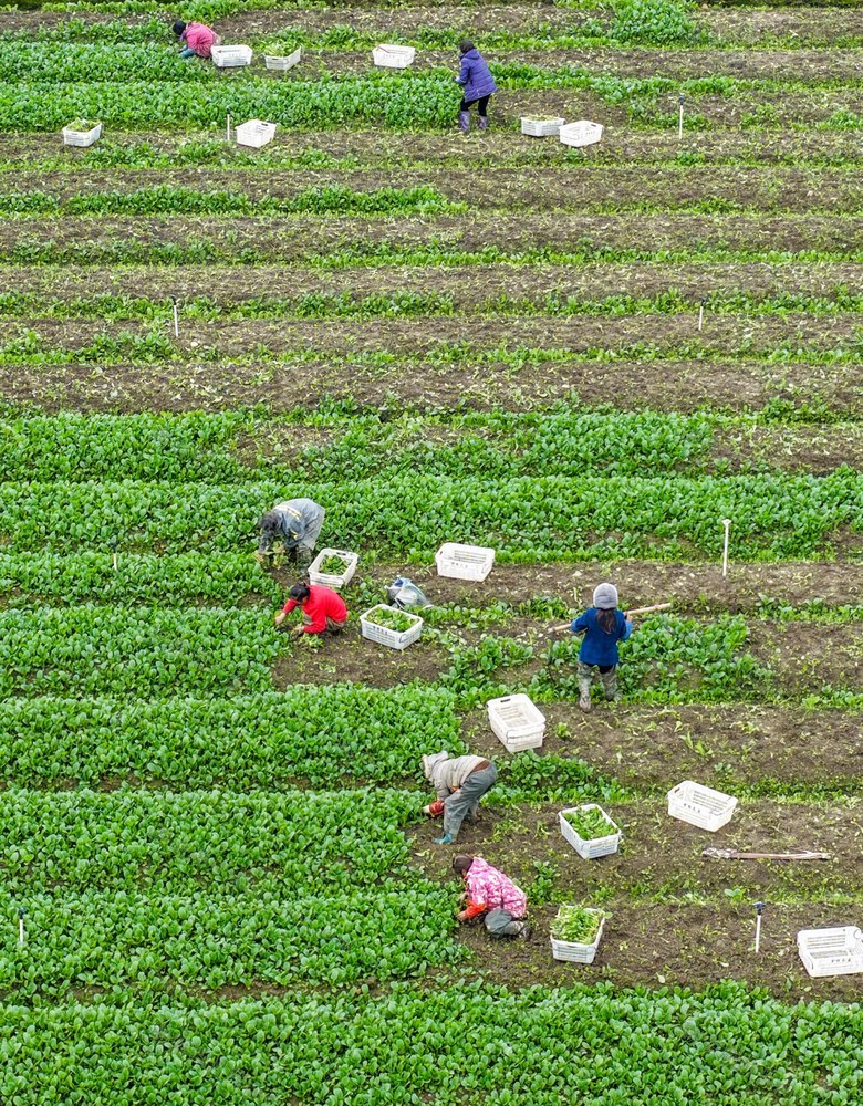 湖南道县：小寒至 农事忙
