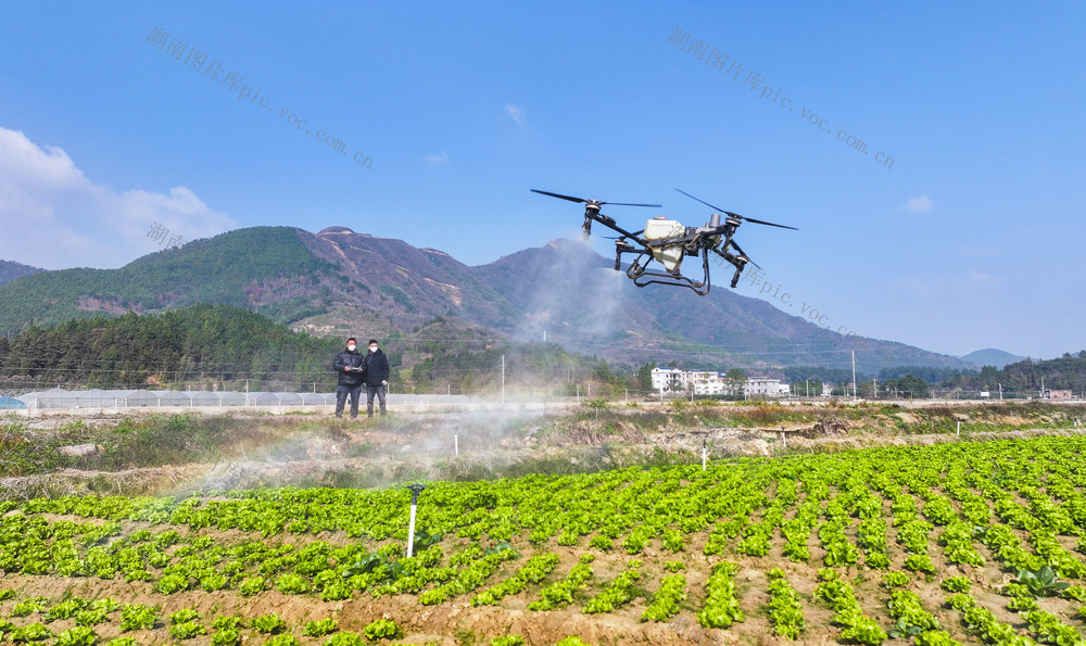 无人机  飞防 科技  蔬菜  增收