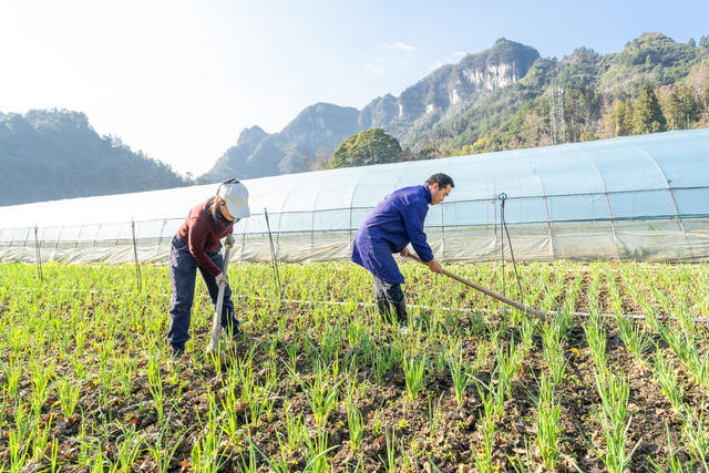 栽种大蒜   田地轮作   增效增收