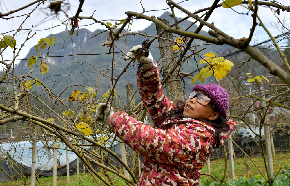 冬季 果木 果农 修剪 施肥 丰产
