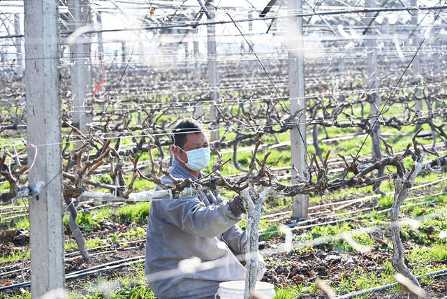 农事活动  种植业  葡萄  阳光玫瑰  越冬病虫防治