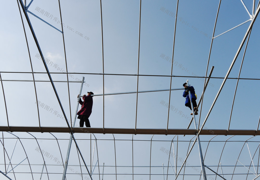 嘉禾：蔬菜大棚建设忙