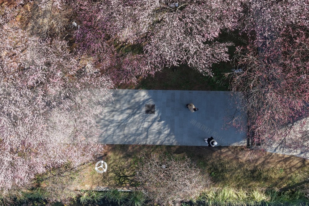 土家族 湘西 苗族 吉首 梅花 市民 盛开 春意 大学