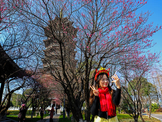 红梅花开引客来