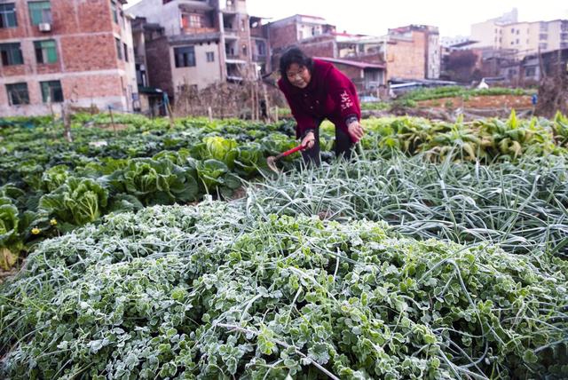 霜，诗词  味道美  菜农