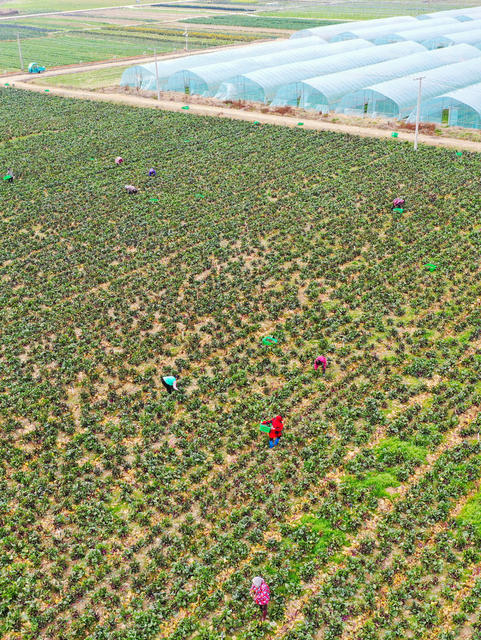 湖南 新田 供港蔬菜 冬收忙 粤港澳大湾区 菜篮子