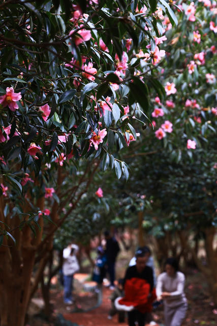 山茶花  中坡山