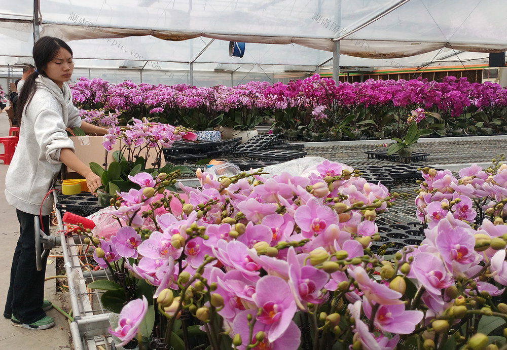“中国蝴蝶兰之都”  100余个蝴蝶兰品种俏销海内外