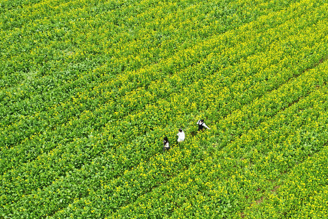 嘉禾：油菜花开引客来