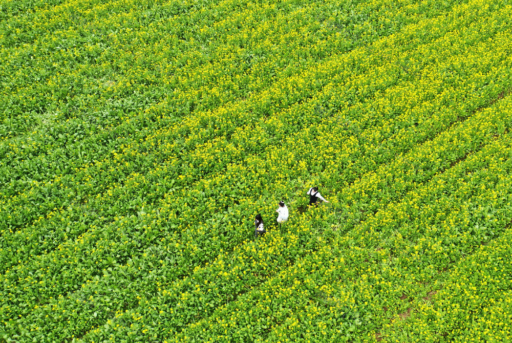 嘉禾：油菜花开引客来