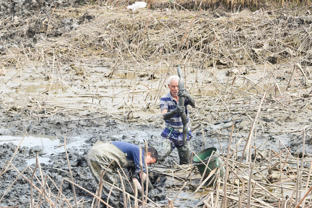 春节  蔬菜  莲藕  鲜食