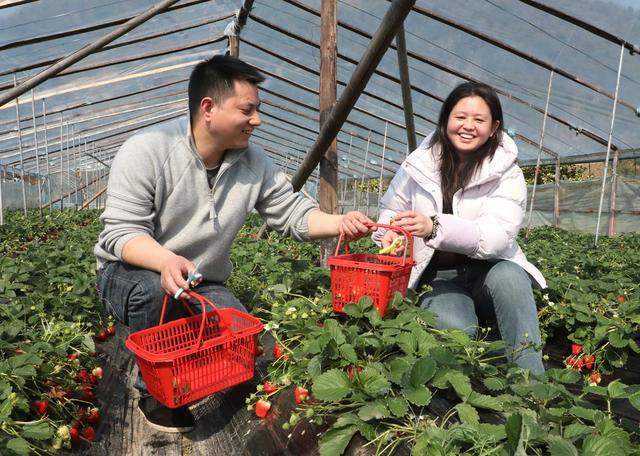 草莓飘香年味浓     游客采摘乐趣多
