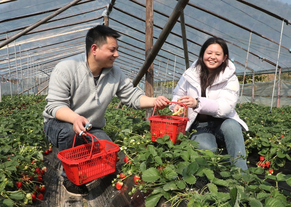 草莓飘香年味浓     游客采摘乐趣多
