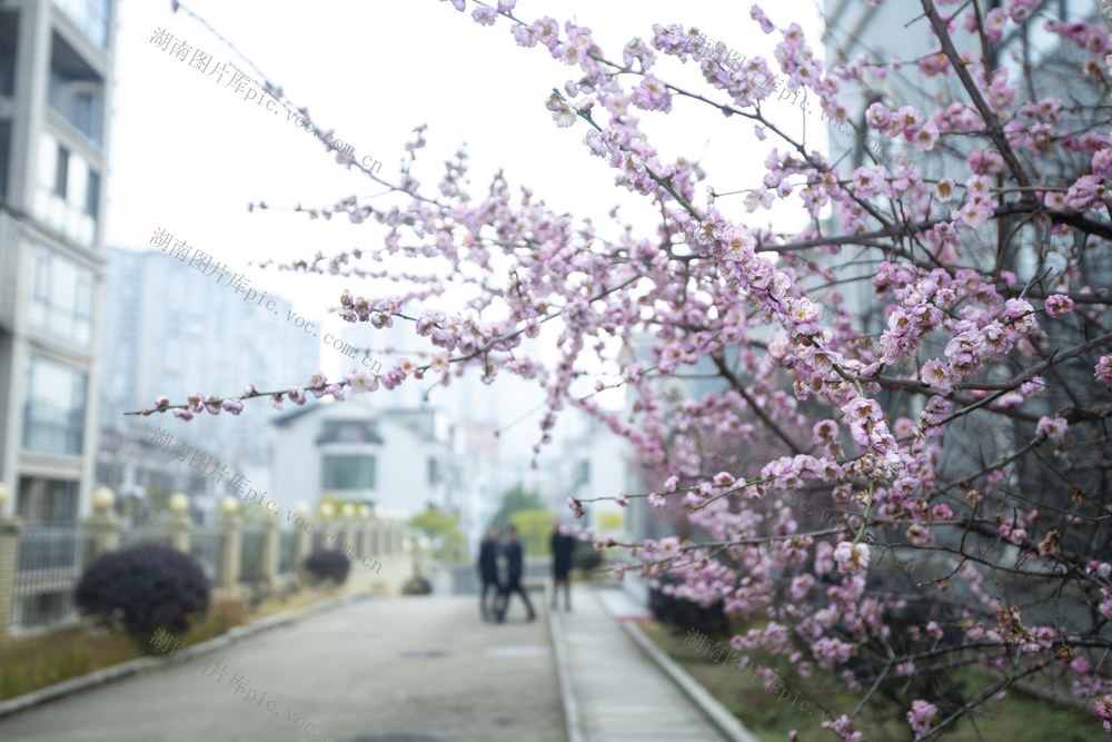娄底 新年 梅花 春天
