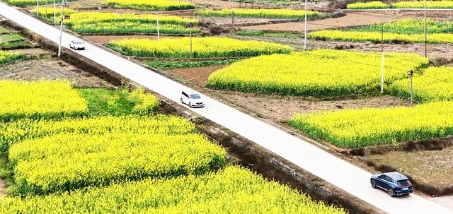  油菜花开迎客来