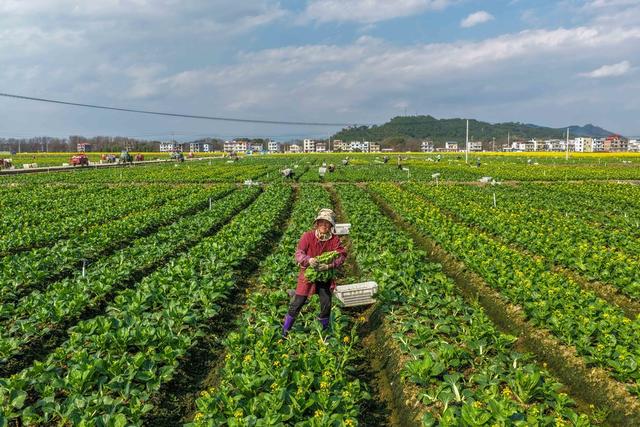 湖南道县：采蔬菜 保供应