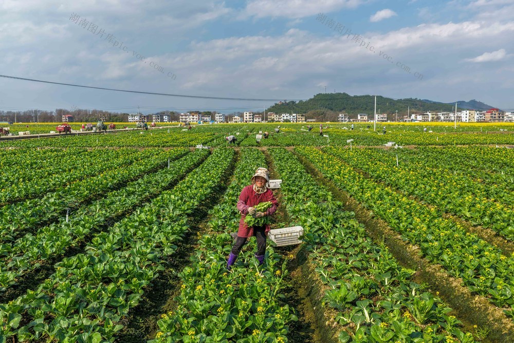 湖南道县：采蔬菜 保供应