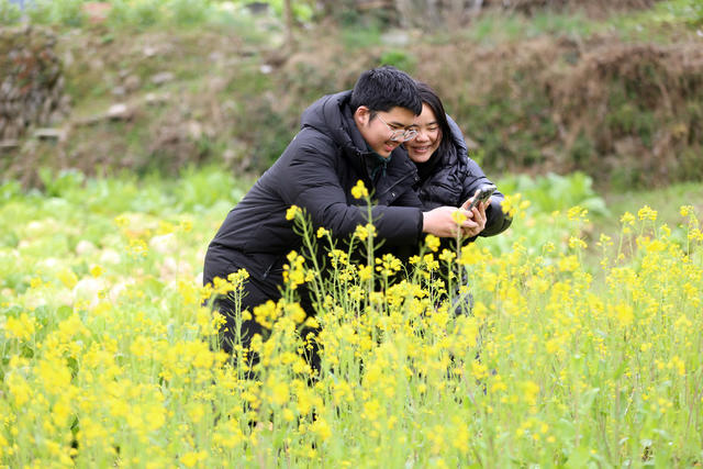 油菜花，迎客来