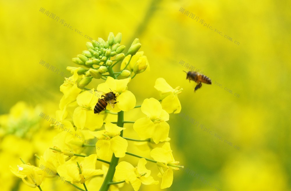 油菜花开迎新春