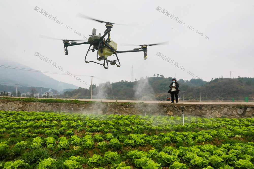 雨水  春节  采收  管护  农事