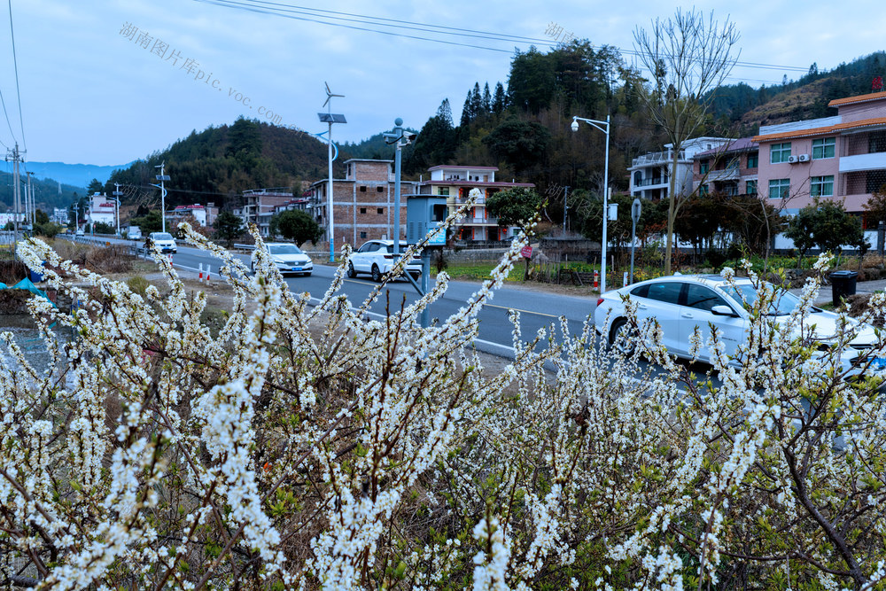 湖南桂东 李花 春景