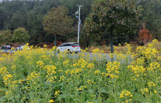 湖南桂东 油菜花 春