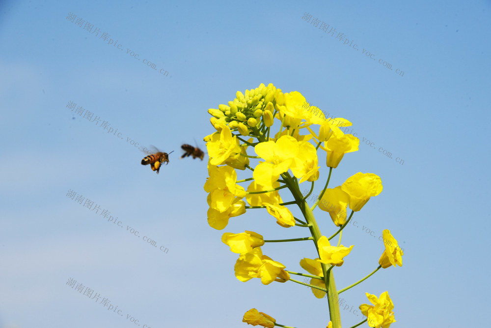 春节  春意  油菜花  蜜蜂