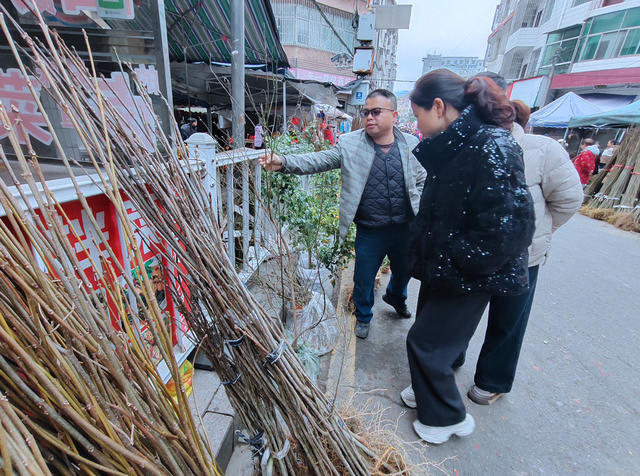 桂东 春早 苗木 香 植树造林